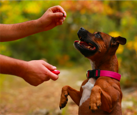 C Mo Educar Un Perro Adoptado Nupec