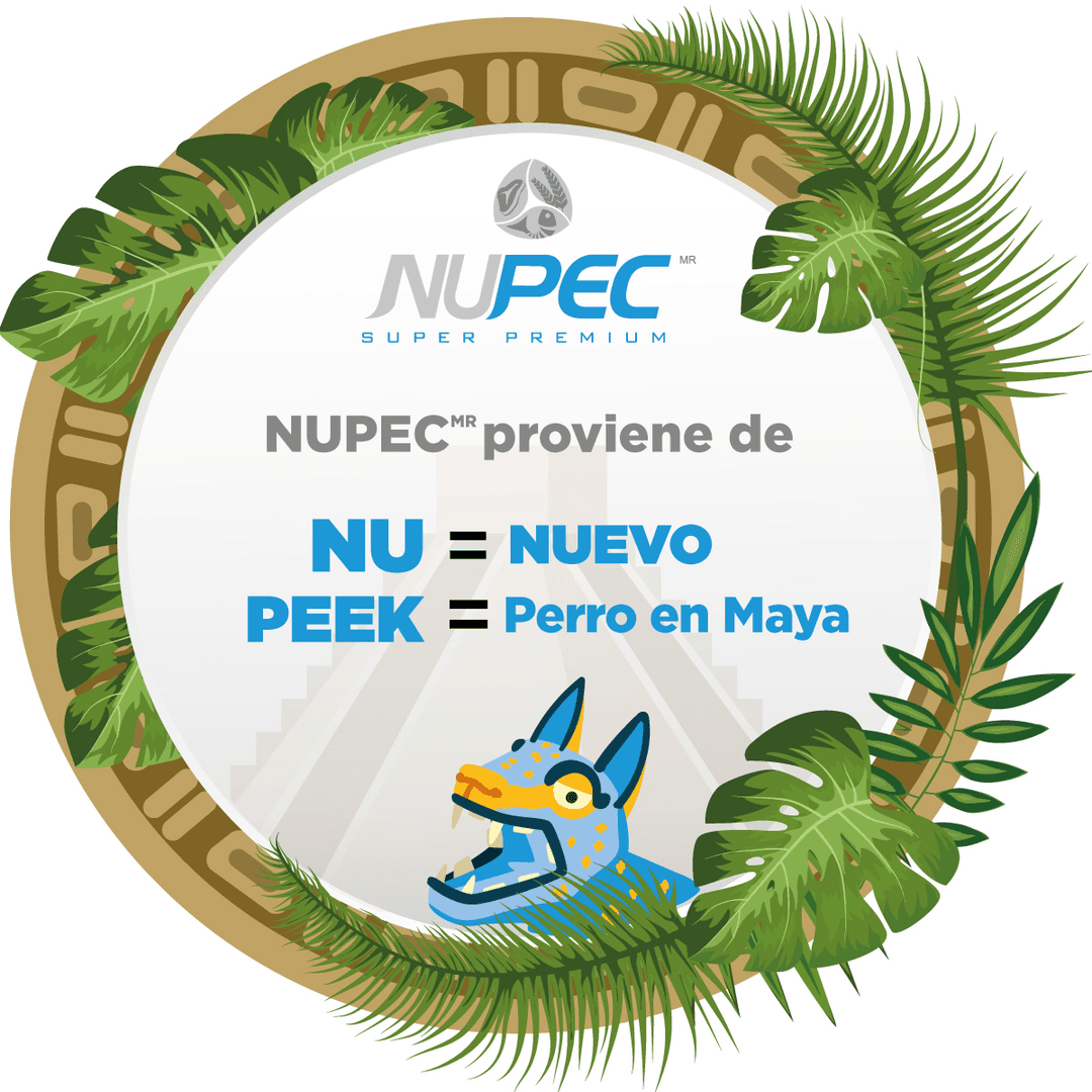 NUPEC