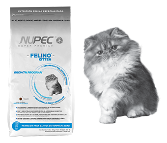 Felino Kitten Nupec