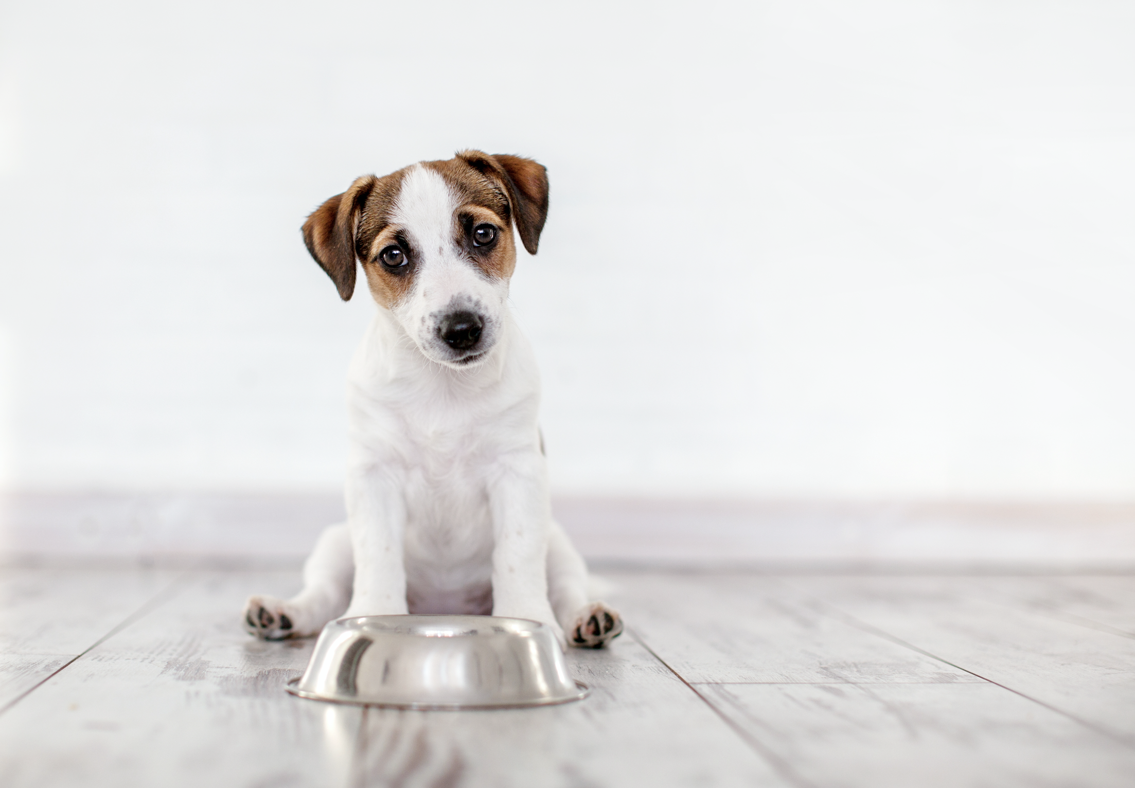 ¿Cuánta proteína debe comer un perro al día?