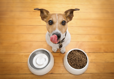 Ventajas de alimentar a tu perro con un alimento premium vs comercial