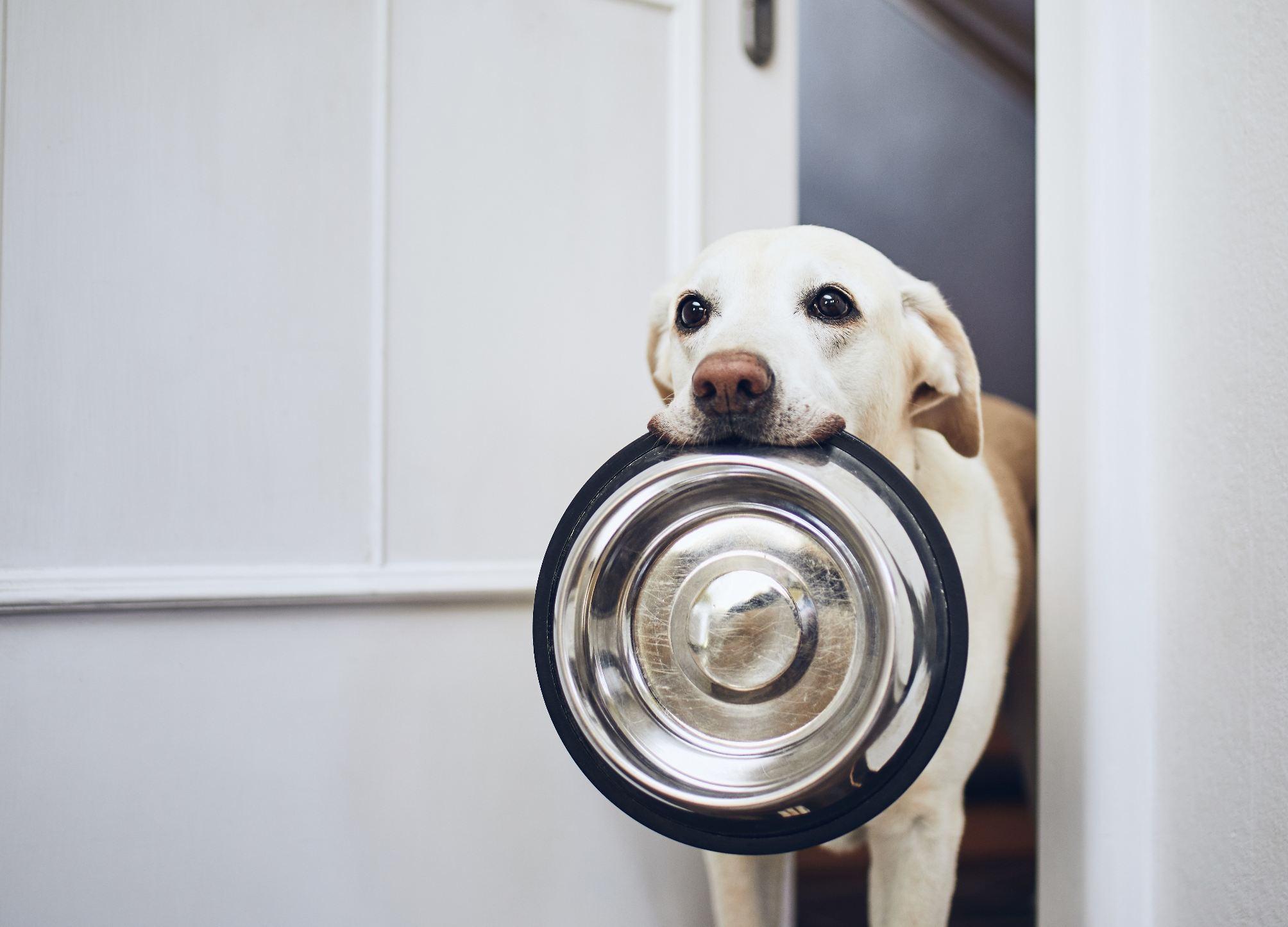 Cómo puede afectar una mala alimentación a la salud de mi perro - NUPEC