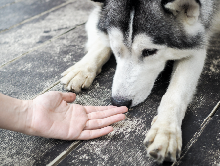 Datos curiosos sobre el olfato canino