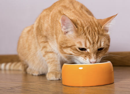 ¿Qué es lo que debe comer un gato?