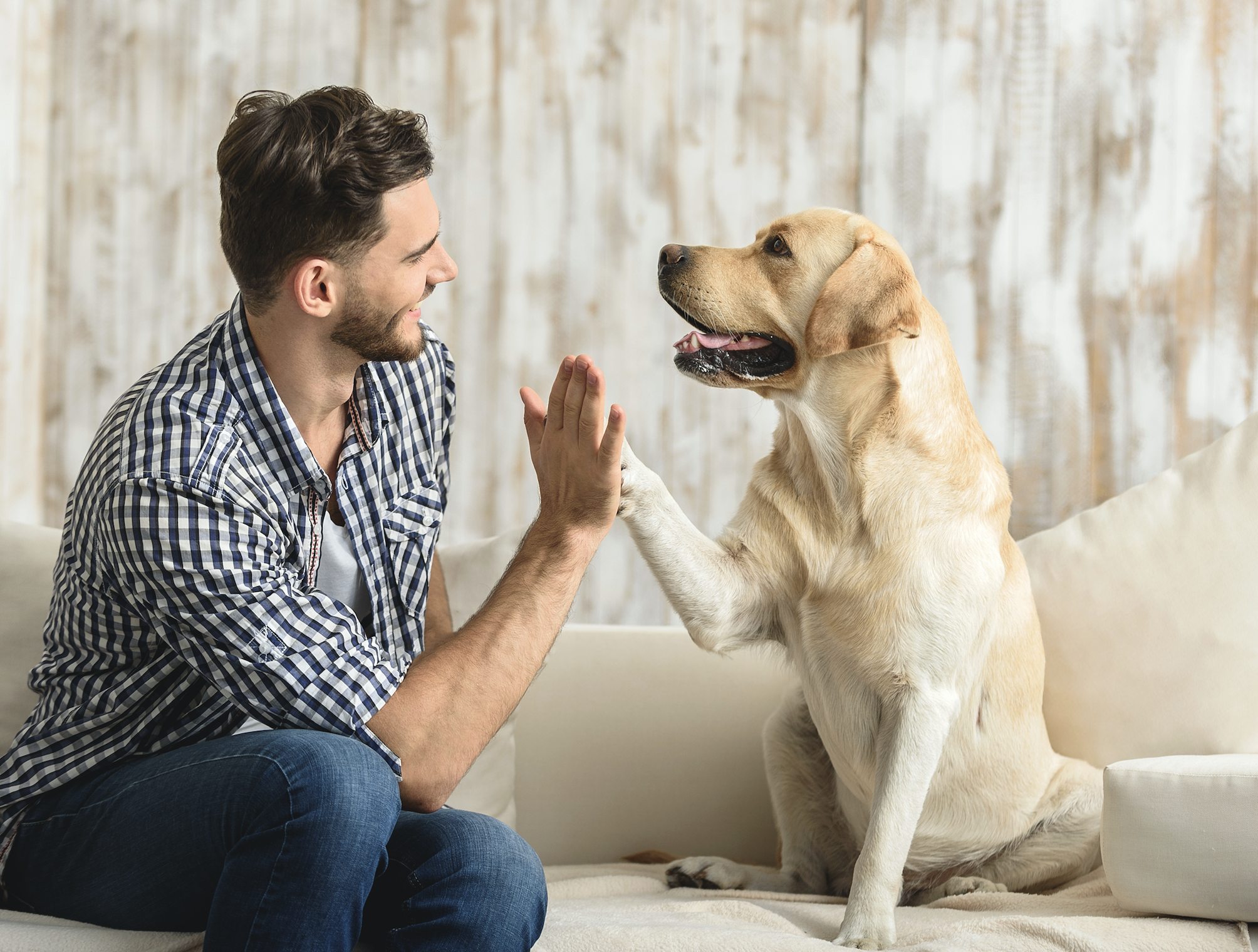 Como exitar a un perro macho