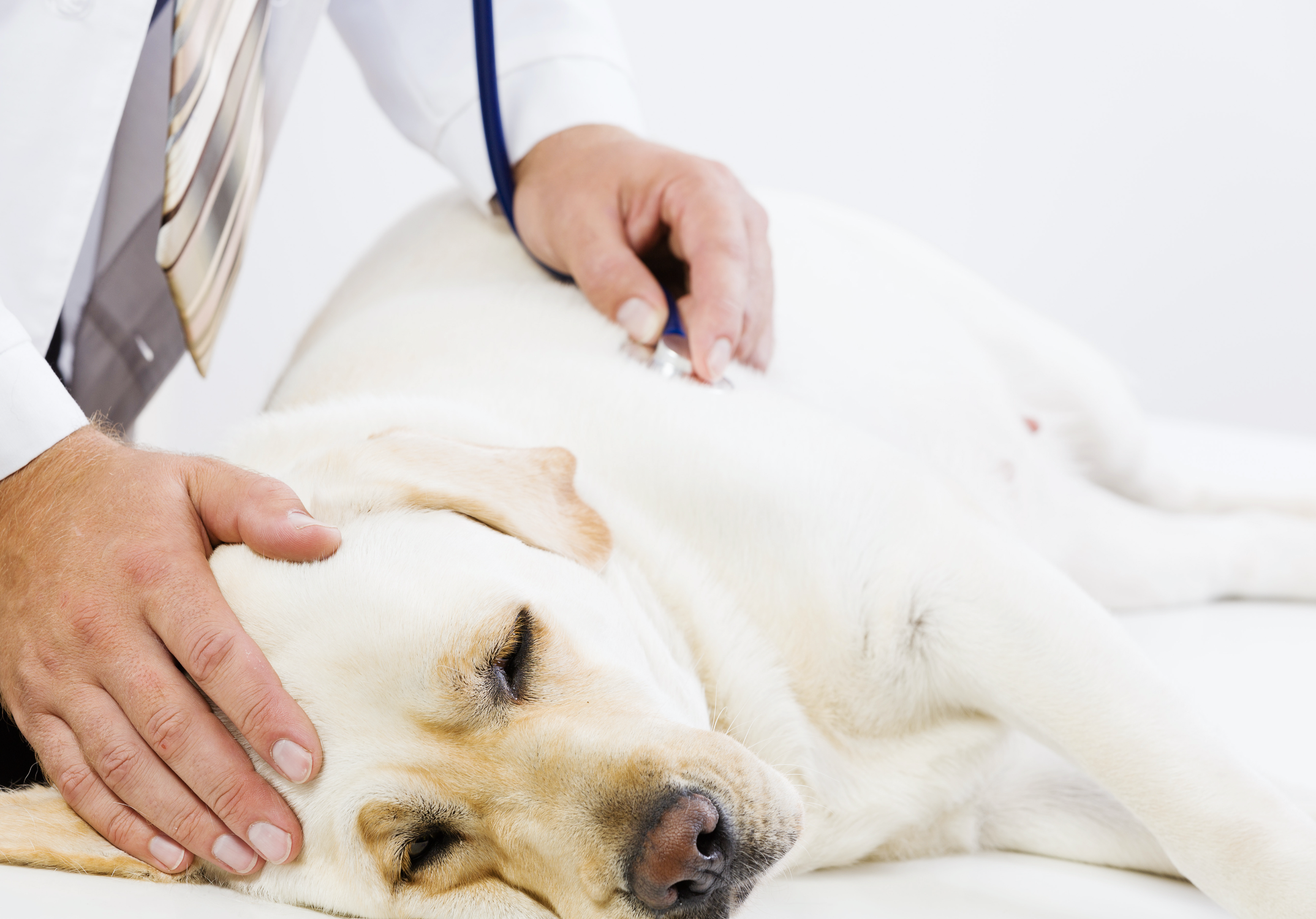 ¿Cómo puedo identificar una emergencia veterinaria en mi mascota?