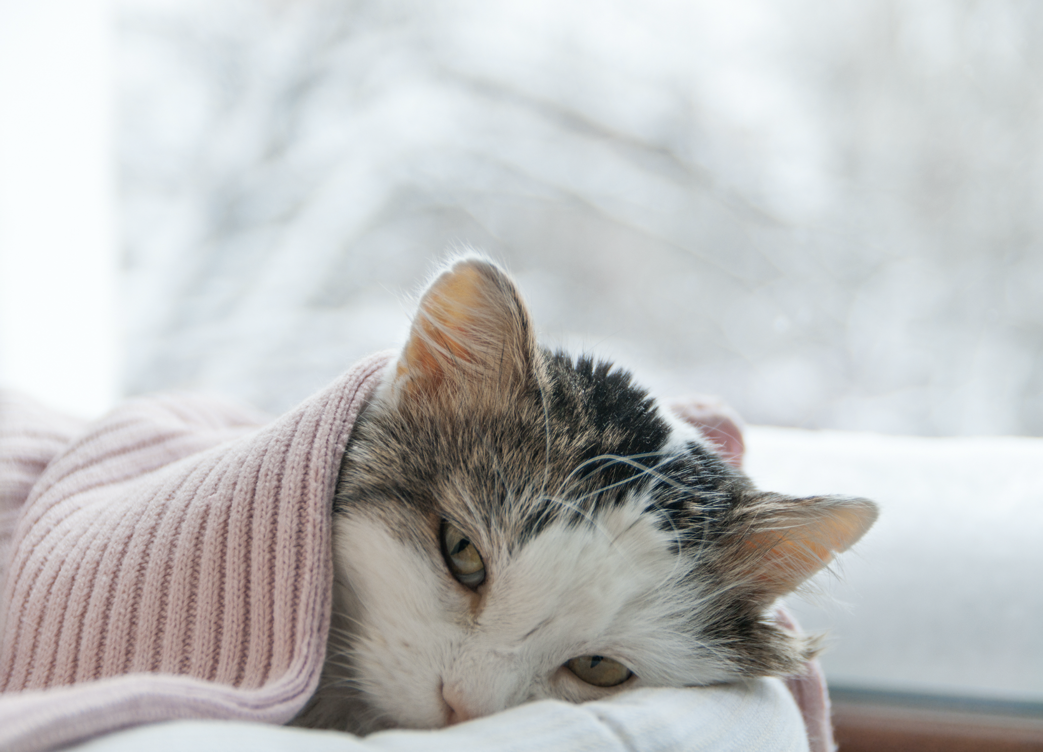 Enfermedades más comunes en los gatos por una mala alimentación