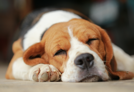 ¿Sabías que los perros sueñan?