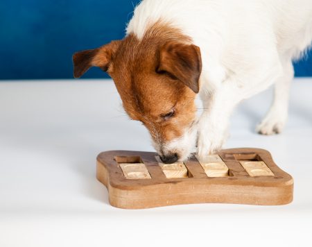 4 formas en las que puedes estimular la inteligencia de tu perro