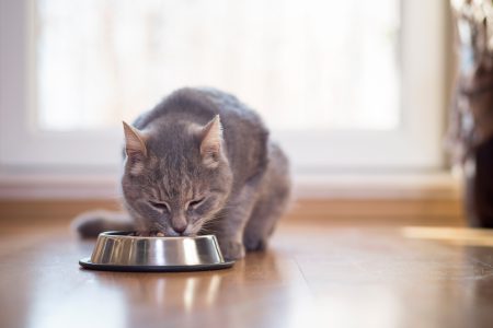 ¿Qué es mejor para mi gato, alimento húmedo o seco?