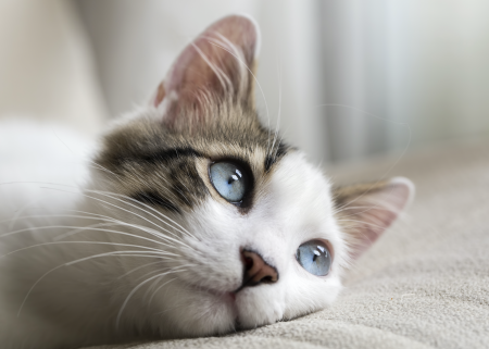 ¿Qué día se celebra el Día Internacional del Gato?