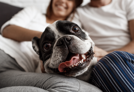 ¿Los perros pueden sonreír?