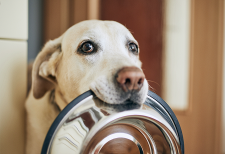4 Razones para que no dejes el alimento de tu perro todo el día en su plato