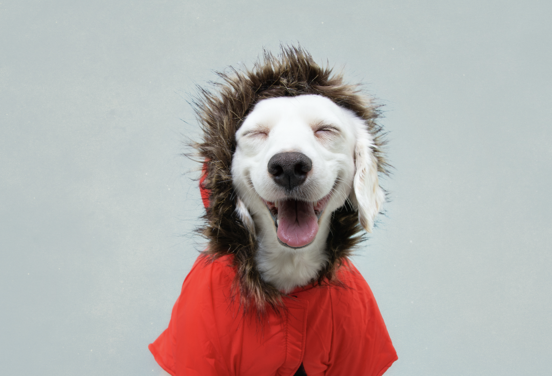 5 razones para abrigar a tu perro en invierno - NUPEC