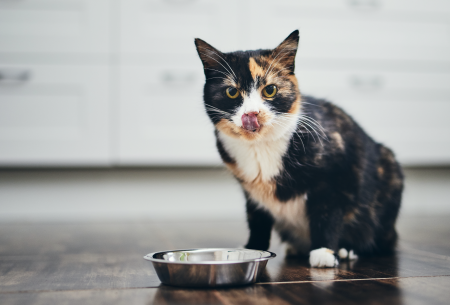 Datos curiosos de la nutrición felina