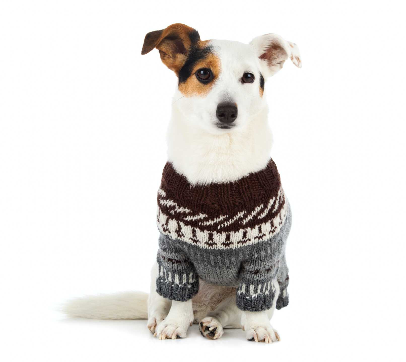 ¿Es buena idea ponerle un suéter a mi perro?