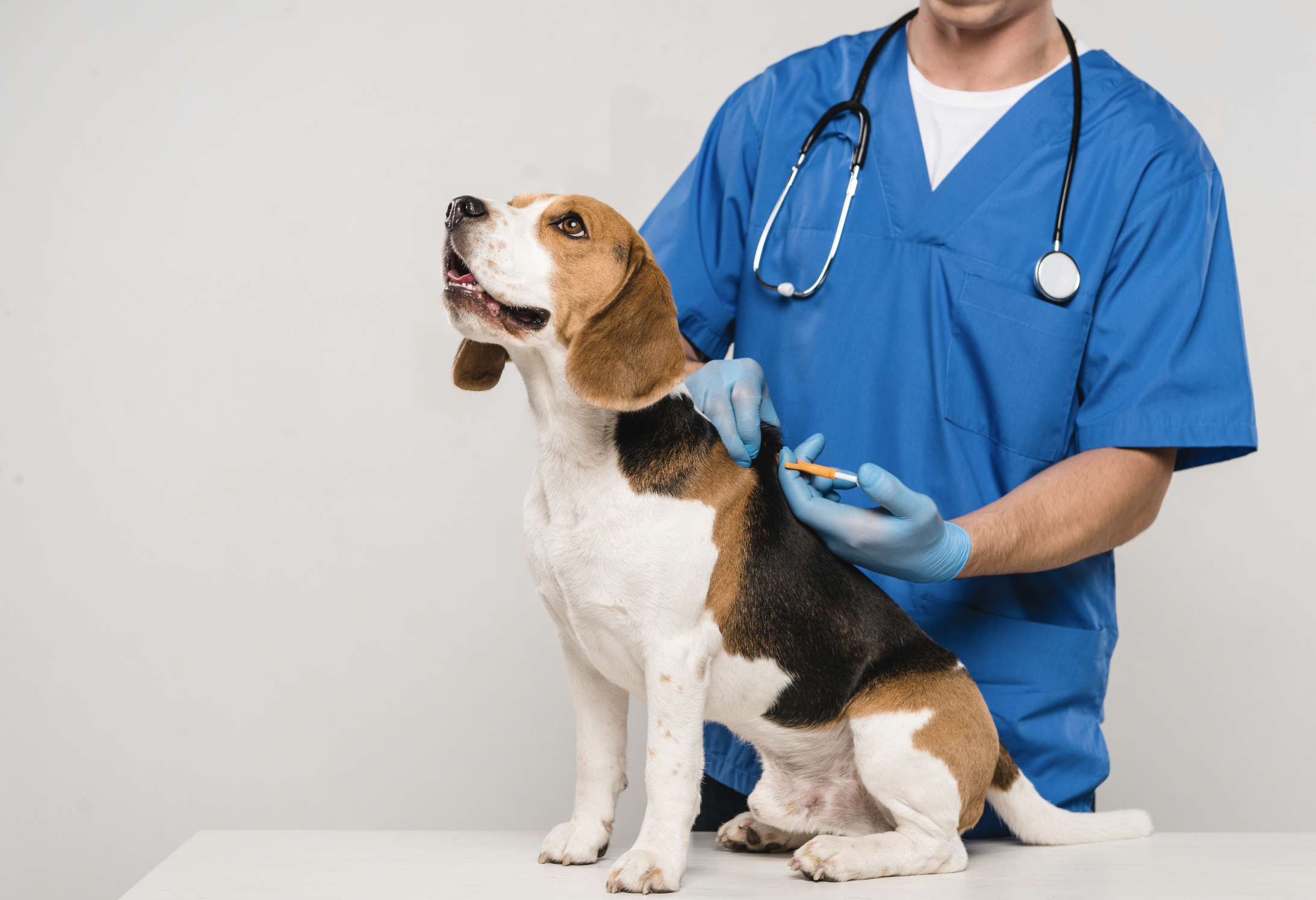 La importancia de vacunar a un perro