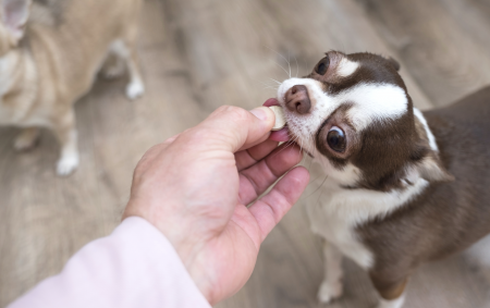 ¿Son necesarios los suplementos y multivitamínicos para los perros?