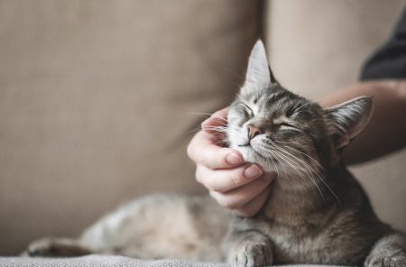 5 motivos por los que amamos a los gatos