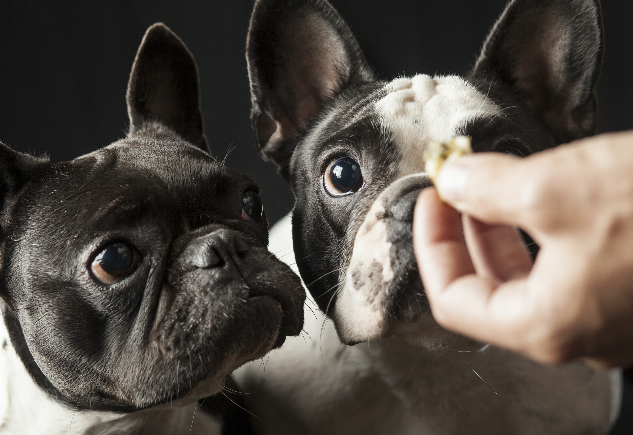 5 cosas que no sabías de las alergias alimentarias de los perros