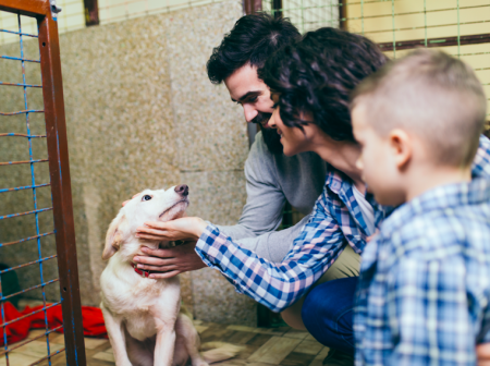 ¿Qué es un Refugio de Adopción Animal?