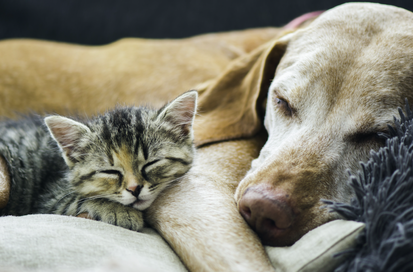 Quiero adoptar una mascota, ¿cómo elijo entre un perro o un gato? – TEST para saber que mascota debes adoptar