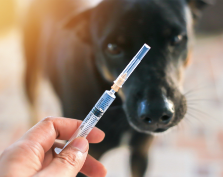 Razones para vacunar a tus mascotas contra la rabia