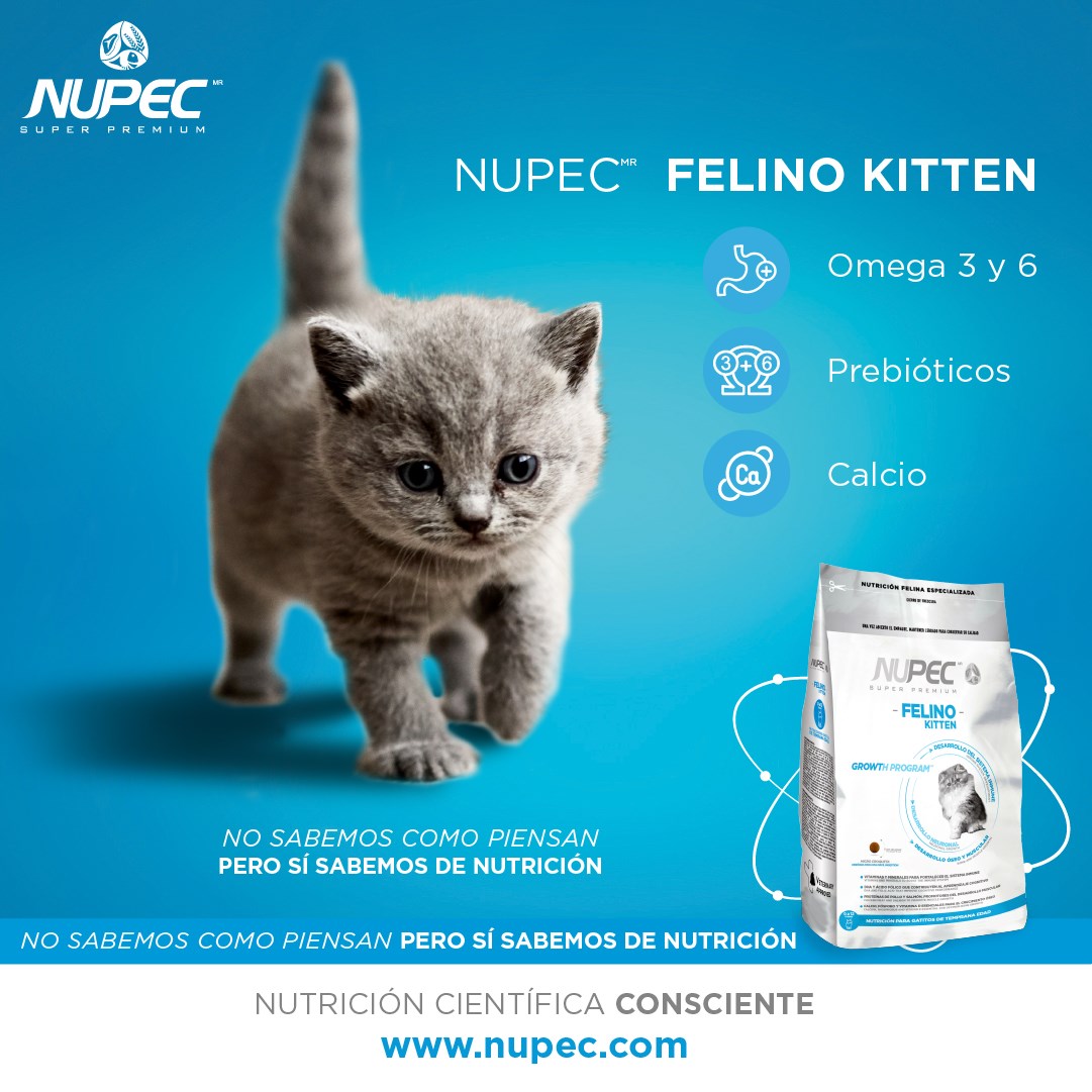 acero caja registradora Falsificación Qué comen los gatos de dos meses? - NUPEC