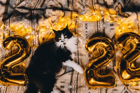 3 compromisos de año nuevo que debes hacer para cuidar la salud de tu mascota