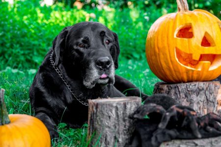 Consejos para pasar el Día de Muertos y el Halloween con tu perro de forma segura