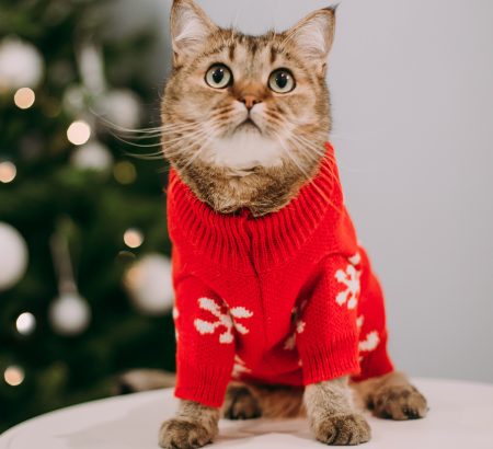 ¿Mi gato necesita usar suéter para la temporada de frío?