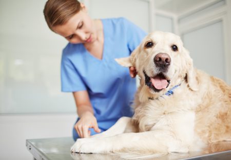 Día de la vacunación animal – Vacuna a tus mascotas