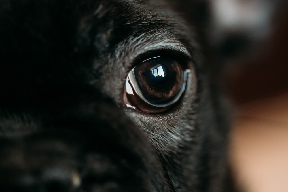 Por qué los ojos de los perros brillan en la oscuridad?