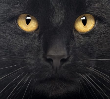 Supersticiones que son falsas acerca de los gatos