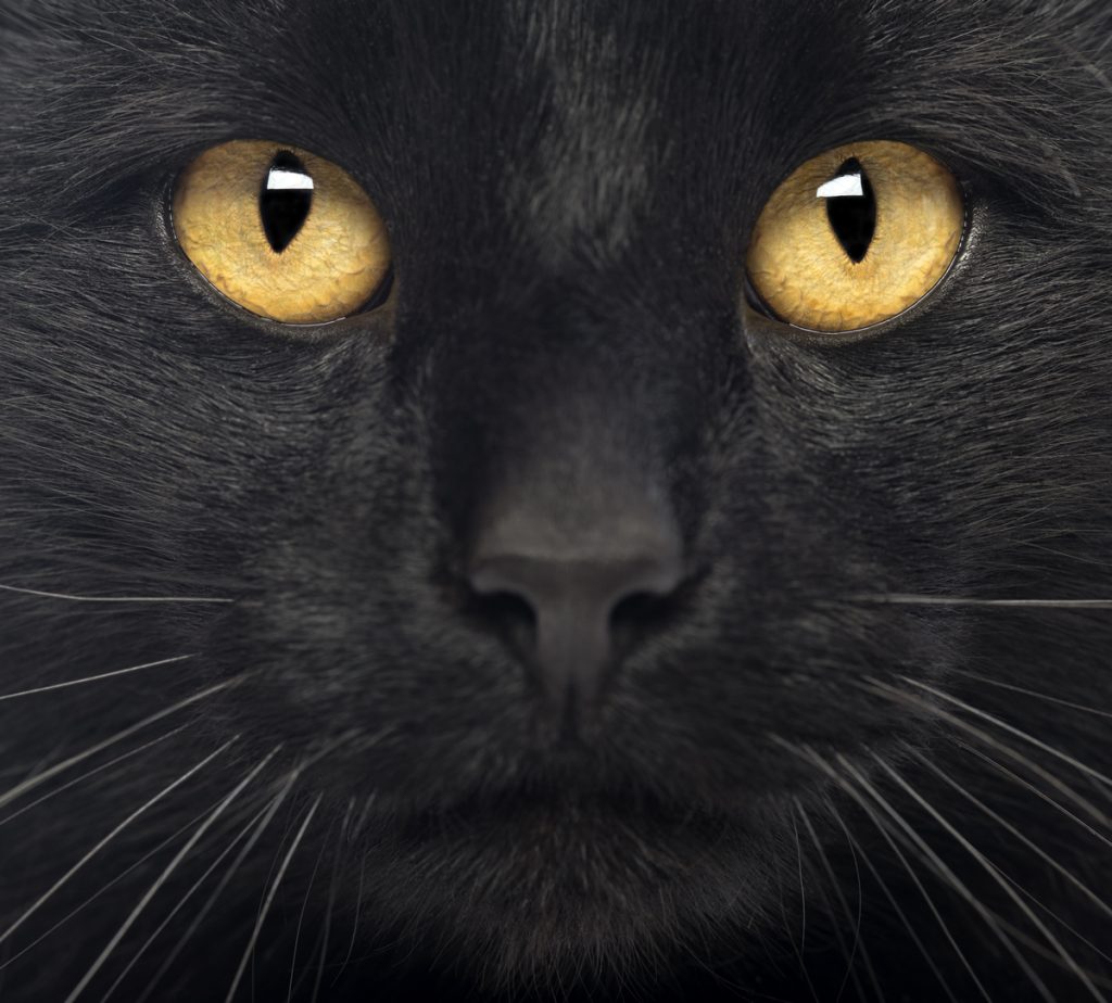 paso Punto Burlas Supersticiones que son falsas acerca de los gatos - NUPEC