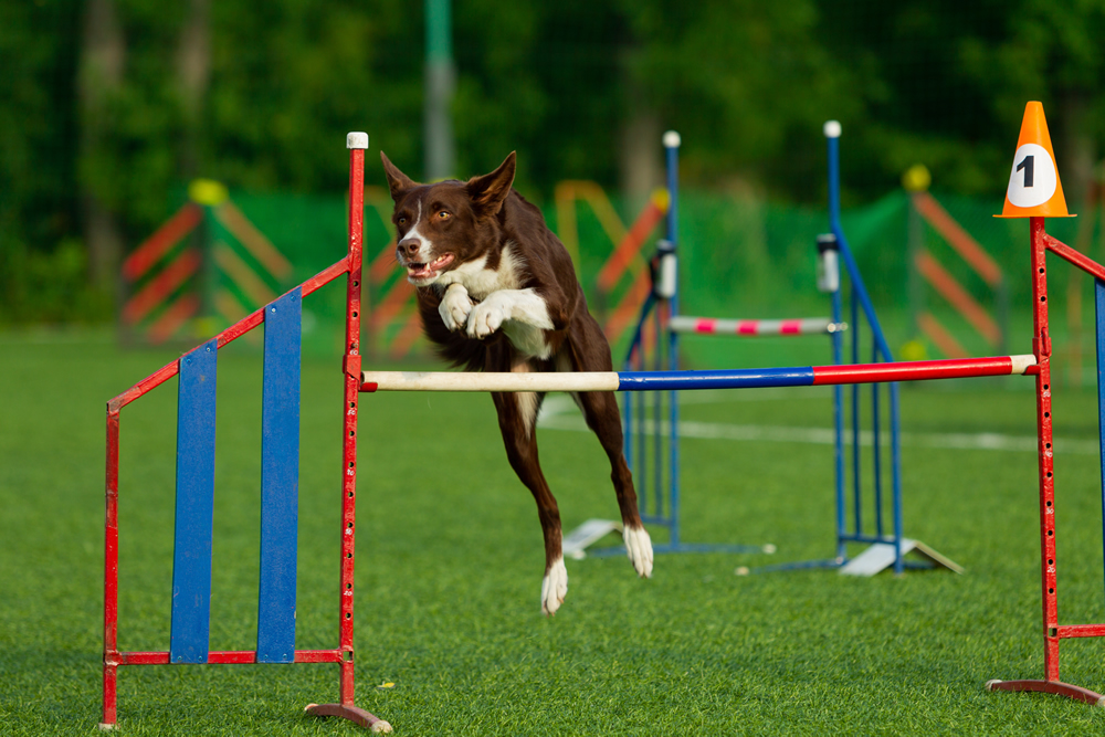 5 deportes que pueden hacer los perros