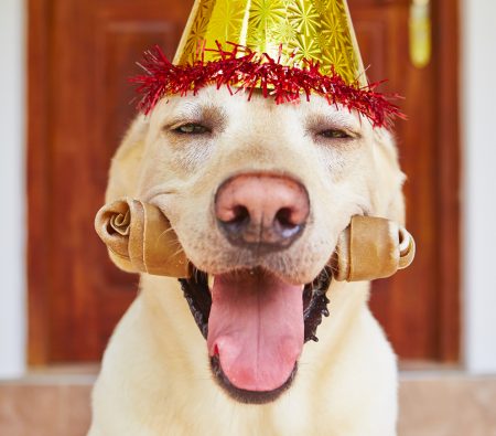 4 tips para reducir la ansiedad de un perro durante las Fiestas Patrias