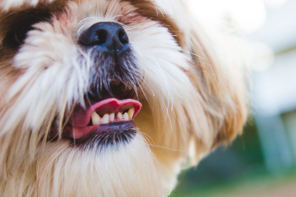 ¿Cómo ayudar a mi perro a prevenir la formación de sarro dental?