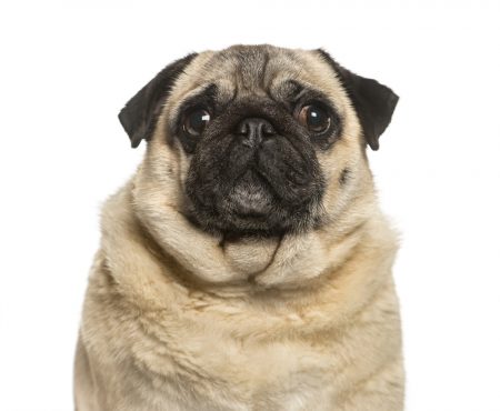 3 tips para bajar de peso a un perro obeso