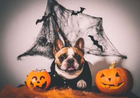 ¿Puedo disfrazar a mi perro en Halloween y Día de Muertos?