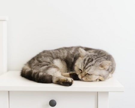 Datos curiosos que no sabías del ciclo del sueño de los gatos