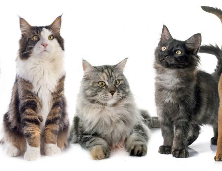 Mitos más comunes sobre el comportamiento de los gatos