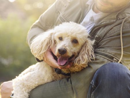 10 cosas que debe hacer un dueño responsable de mascotas