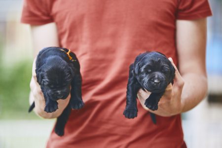 ¿Sabías por qué los perros nacen ciegos y sordos?