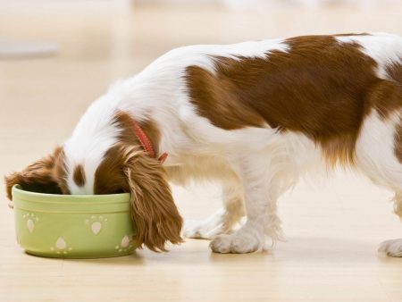 ¿Por qué es importante que el alimento de mi mascota sea digestible?
