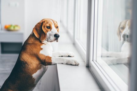Cosas que haces y afectan la salud de tu mascota