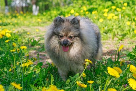 Sabías que, hay flores y plantas del hogar que son toxicas para los perros