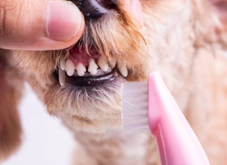 ¿Por qué se le caen los dientes a un perro?