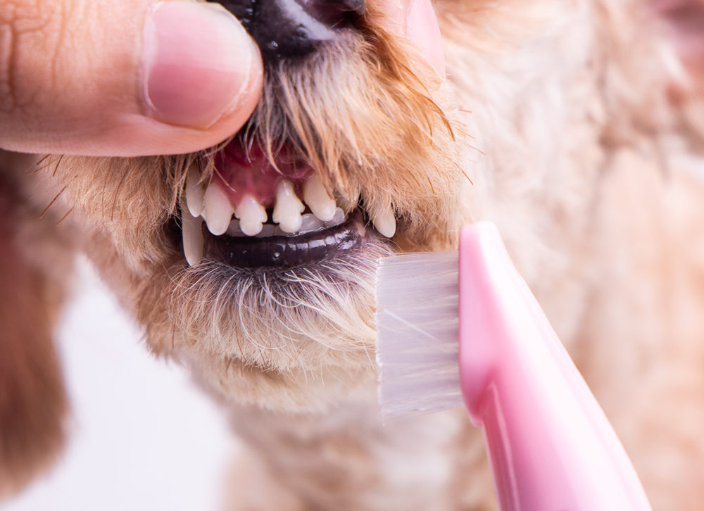 Por qué se le caen dientes a un perro? NUPEC