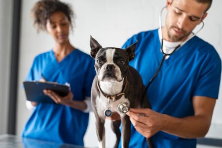 En el mes de la salud, también cuidemos la salud de las mascotas